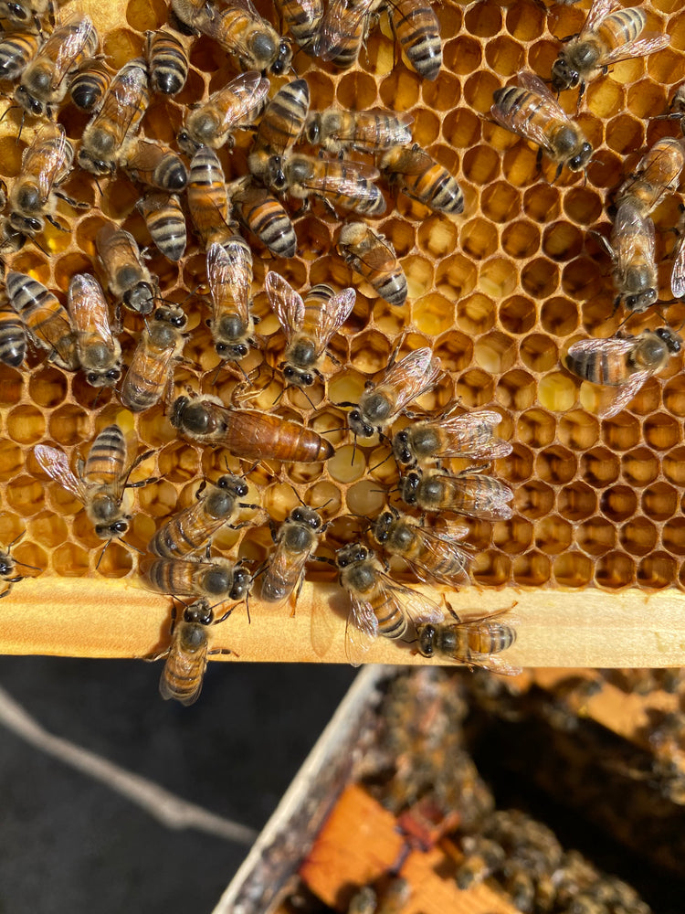Creamed Honey Company